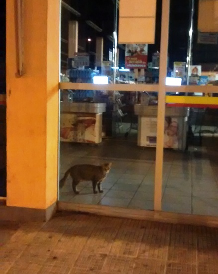 Gato é visto dentro de supermercado durante a madrugada