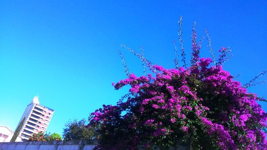 Espetacular! A beleza das flores pelas ruas de Linhares