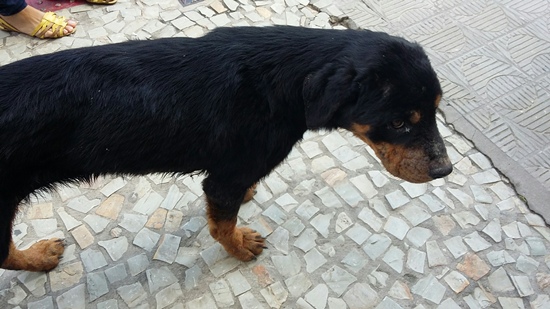 Perambulando no Centro de Linhares: Quem pode ajudar esse rottweiler?