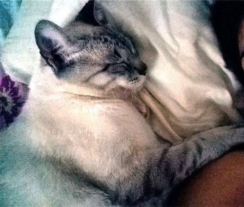Maldade: gato morre envenenado no interlagos