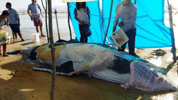 Filhote de baleia Jubarte amanhece encalhado na Praia de Pontal do Ipiranga