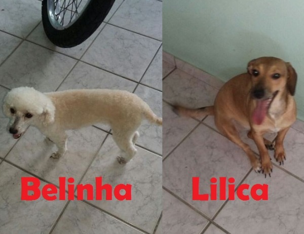 Cadelas fogem e deixam dona desesperada. Elas necessitam de cuidados especiais