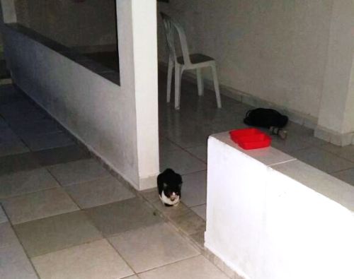Urgente: quem pode ajudar esse gatinho?