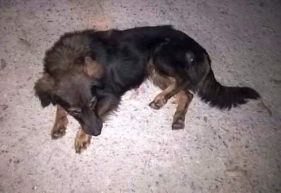 Cachorrinha com coleira vermelha aparece no Colina/Conceição