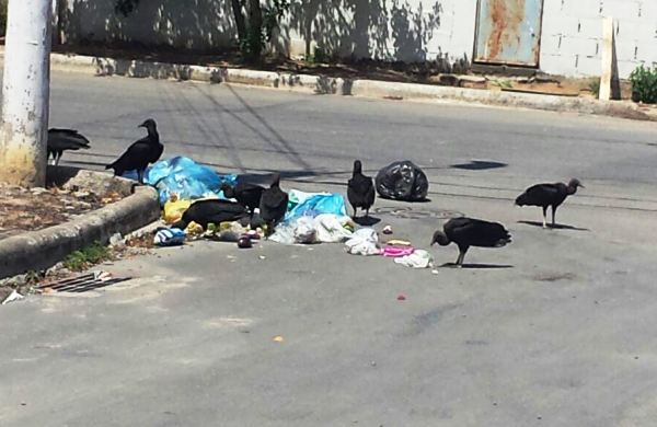 Urubus “fazem a festa” no bairro Três Barras