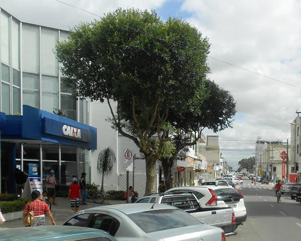 Andorinhas perdem ‘casa na árvore’ e ‘invadem’ apartamentos no Centro de Linhares