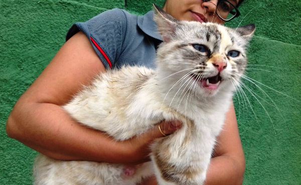 Colina: Gata encontrada na rua pode ter sido expulsa de casa