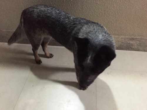 Alegria geral! Amora é encontrada após repercussão no Eu Vi em Linhares