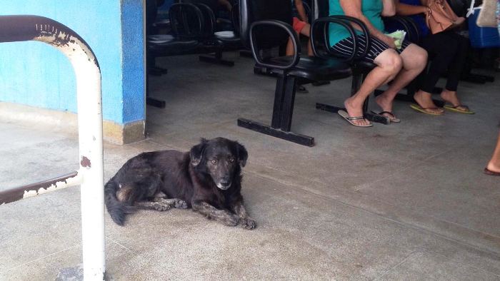 Fidelidade: cachorro vai com família visitar dono no HGL e espera na recepção