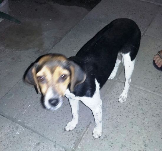 Dona viu a notícia e a lindinha já está em casa