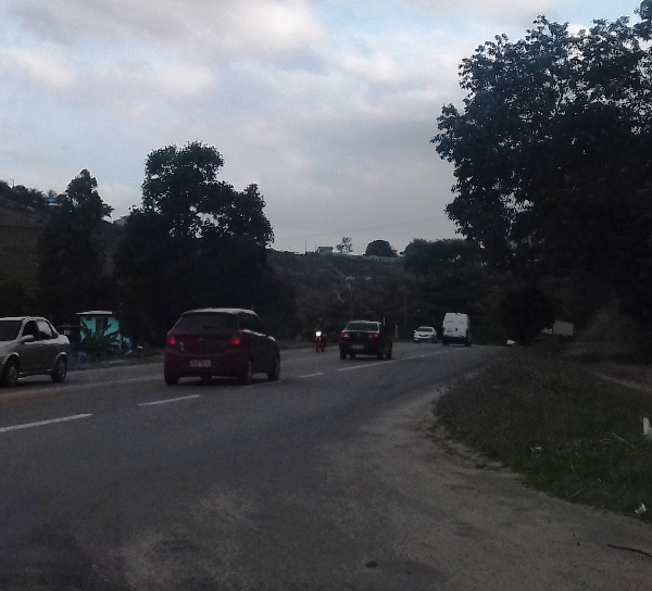 BR-101: Palmeiras imperiais são retiradas para implantação de viadutos
