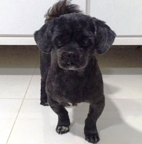 Ele apareceu! Marlim já está em casa e feliz da vida
