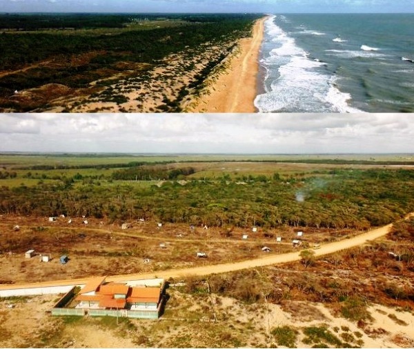 Litoral: empresário registra destruição de vegetação em Urussuquara