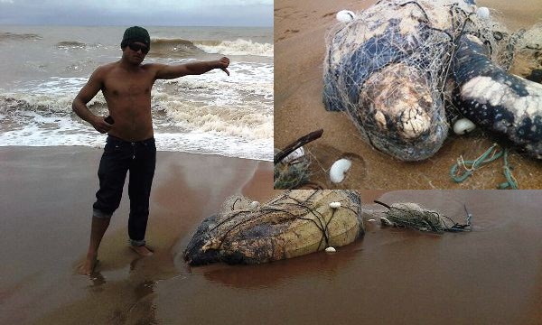 Tartaruga é encontrada embolada em rede de pesca em Povoação