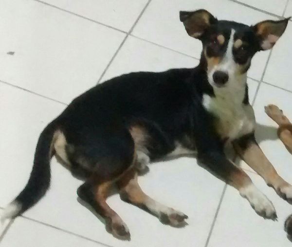 Pingo apareceu! Dona agradece a ajuda para reencontrar cachorrinho resgatado das ruas
