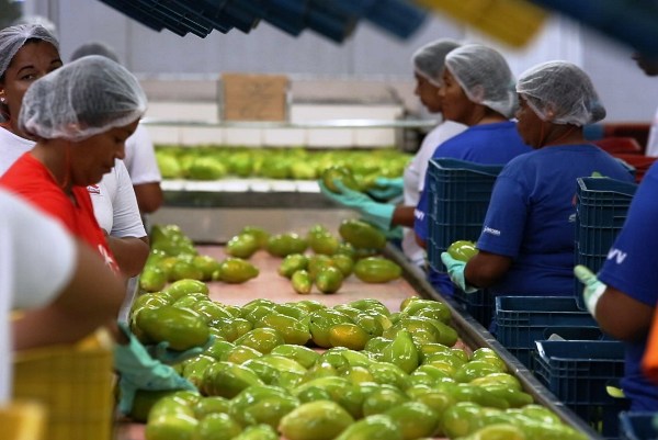 Atualizado Plano de Trabalho para exportação de mamão para EUA