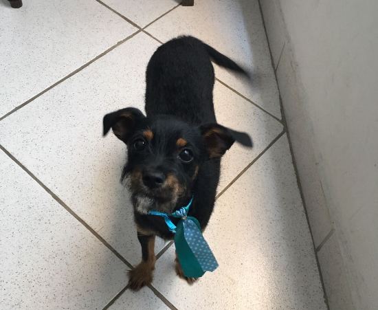 Quem viu o Lord por aí? Ajude-o a voltar para casa