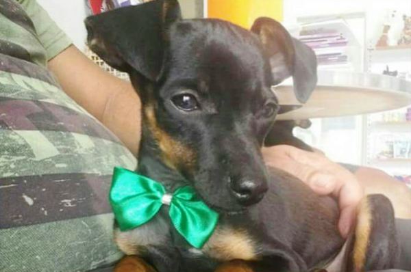 Luck foge e deixa donos desesperados. Tem recompensa para quem encontrá-lo