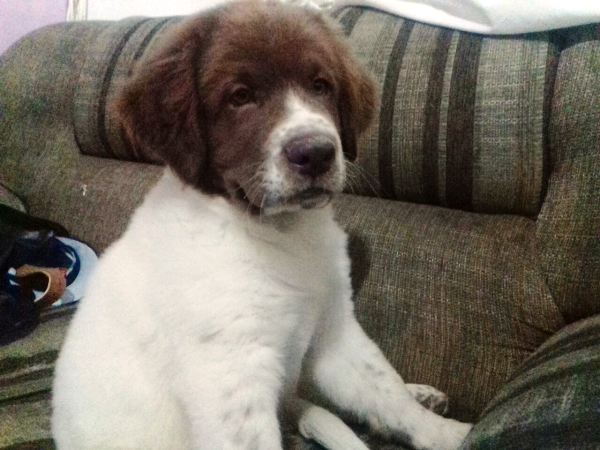 Urgente: Recompensa para quem encontrar o Conan