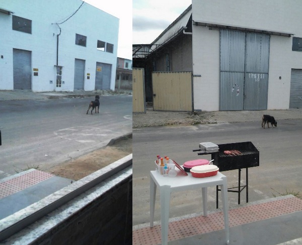 Rottweiler assusta internauta no Interlagos