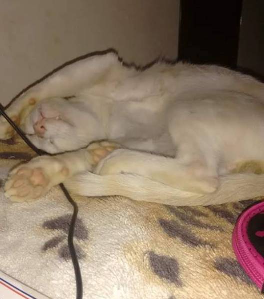 Envenenado, Wili definha até morrer no São José