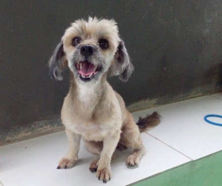 Quem é o dono? Internauta acolhe cachorrinha no Interlagos