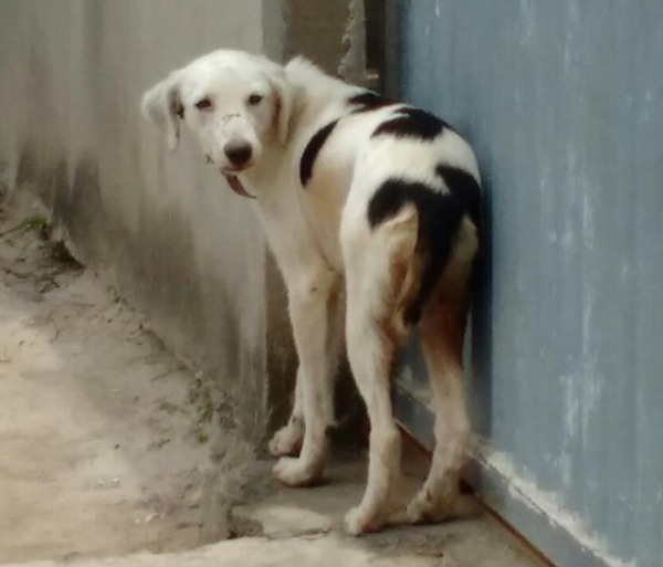 Interlagos: Cachorro da foto pede socorro