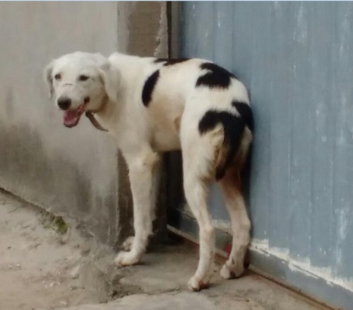 Mais final feliz: chega de sofrer na rua, não é Snoopy?