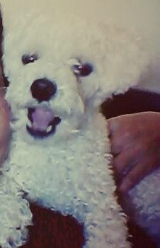 Lene pede ajuda e consegue encontrar seu poodle