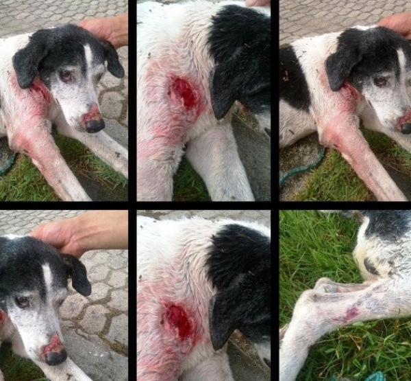 Leitor resgata cachorro ferido e denuncia zoonoses de Linhares