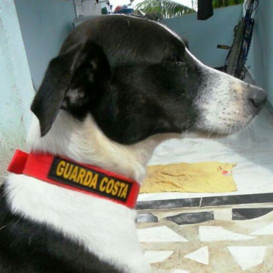 Vamos ajudar o dono encontrar o Pretinho?