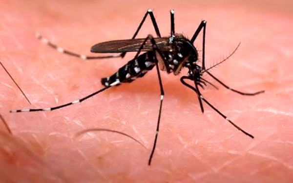 Aedes aegypti: Levantamento sobre infestação passa a ser obrigatório
