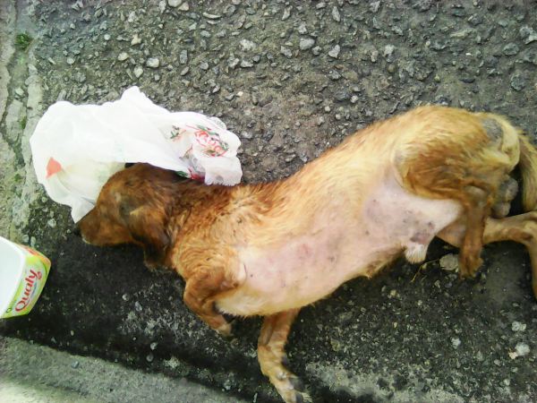 Araçá: Cachorro agoniza na rua e voluntário se desespera