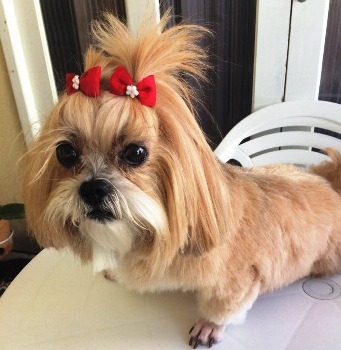 Alegria: Nina já está de volta