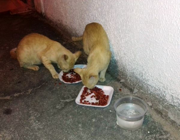 Protetores de animais envolvem poder público no voluntarismo em Linhares