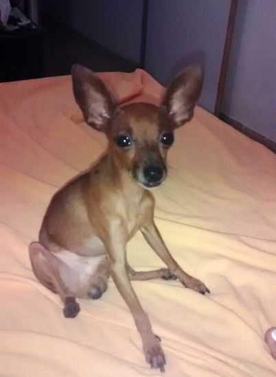 Recompensa para quem encontrar Spyke, urgente