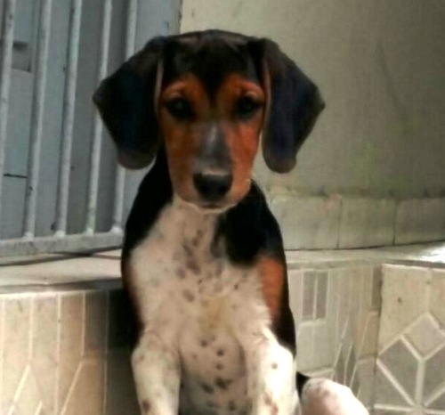 Kiara fugiu e donos pedem ajuda para encontrá-la