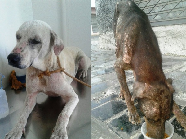 R$ 5,00 a peça: Hoje tem Bazar Beneficente em prol da causa animal em Linhares