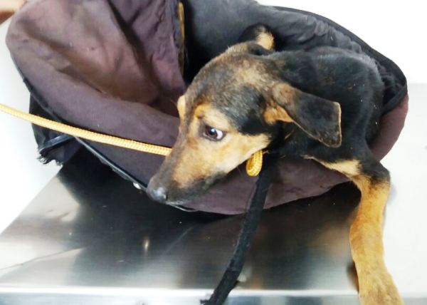 Voluntários fazem “vaquinha online” para ajudar cachorra atropelada