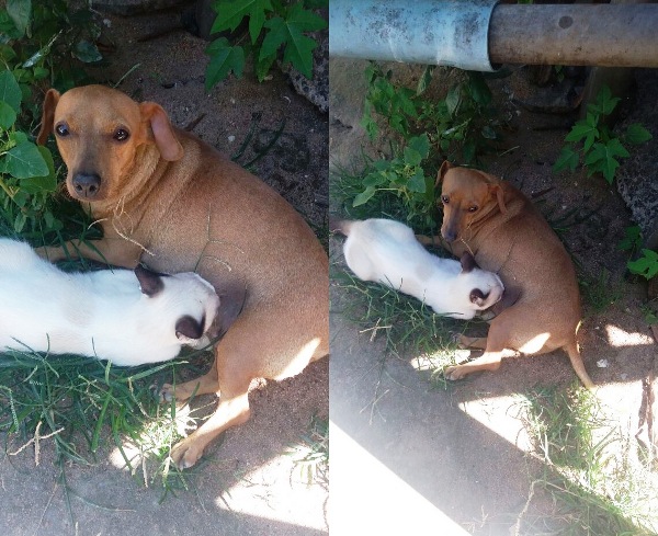 Instinto materno: ‘Princesa’ volta a produzir leite e adota gato no bairro Planalto