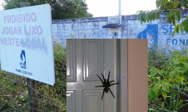 Aranhas, escorpiões e cobras “invadem” residências no Laguna