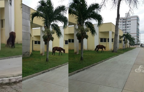 Leitor vê cavalo pastando em canteiros da Praça 22 de Agosto
