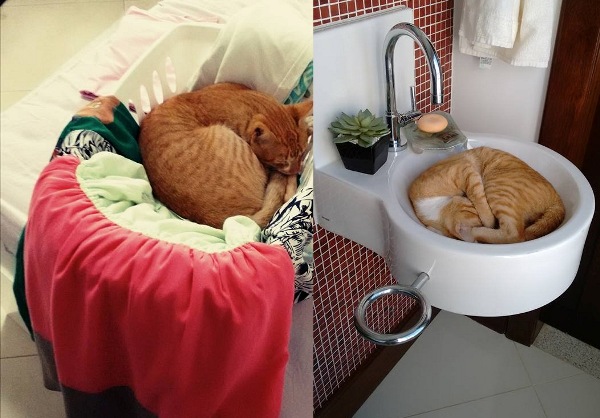Dona de gato envenenado se emociona e diz: “Os animais não pensam como a gente”