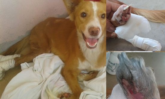 Atropelado duas vezes: Voluntária pede ajuda urgente para Pipoca