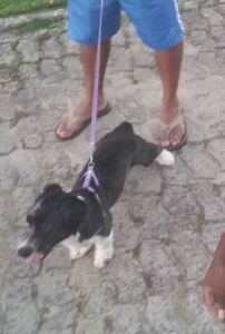 Quem viu? Recompensa para quem encontrar a Filó