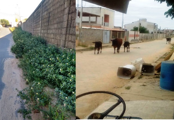 E agora? Mato no lugar de pedestre no Linhares V e bois nas ruas de Bebedouro
