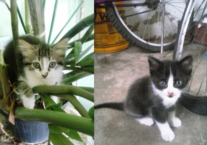 Doação: os lindos da foto estão disponíveis para quem ama animais