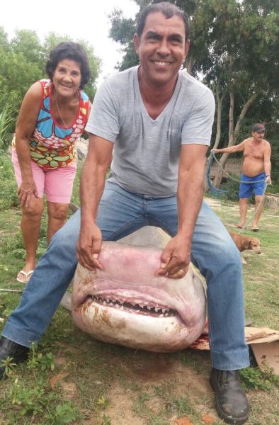 Peixão: Tubarão é pescado na Praia de Pontal do Ipiranga
