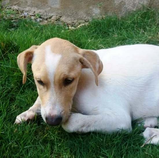 Google: Criança vê número de protetora e cachorrinha é salva em Linhares