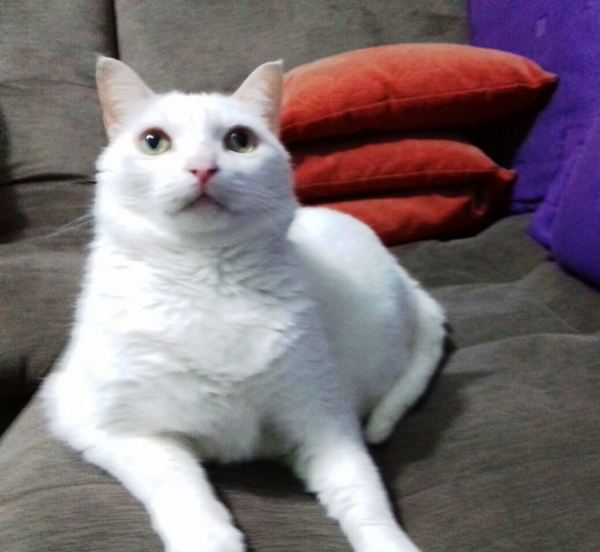 Gatos e cães: Linhares quer vacinar 11 mil animais da zona rural